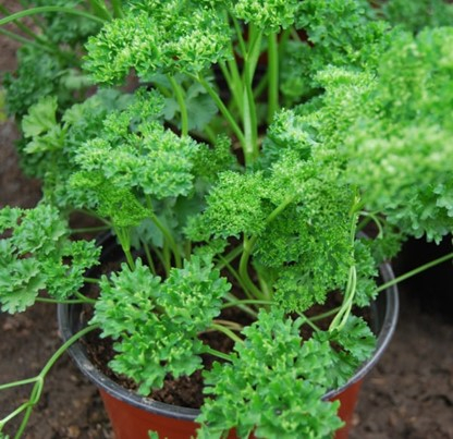 Patrunjel - Patrunjel cret in ghiveci