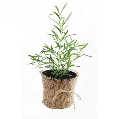 Rozmarin - Rozmarin in ghiveci