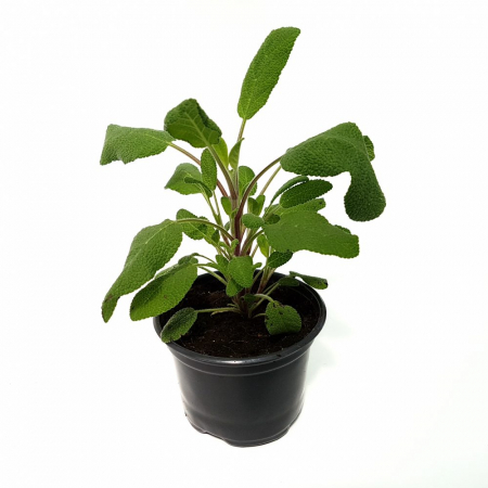 Salvie - Salvie in ghiveci