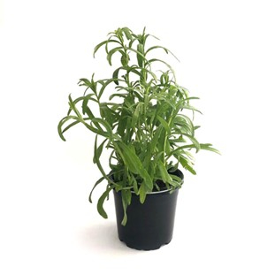 Tarhon in ghiveci [1]