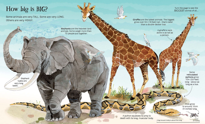 Big Book of Animals [4]