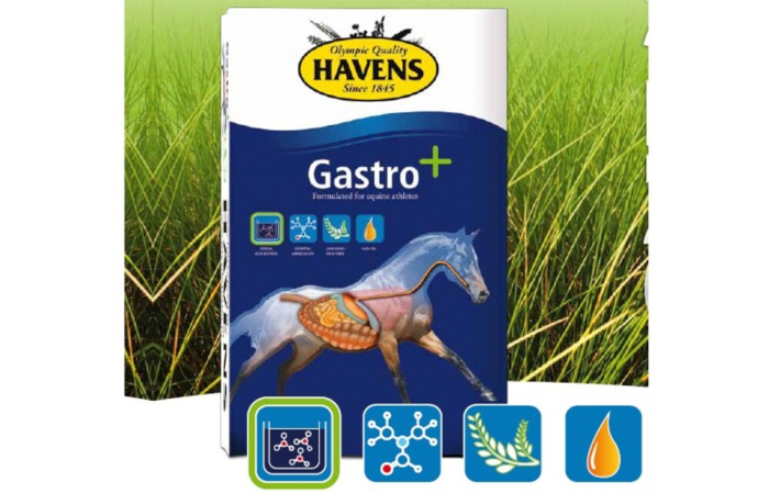 Gastro+  Havens hrana cai sportivi  20kg [2]