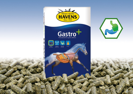 Gastro+  Havens hrana cai sportivi  20kg [3]