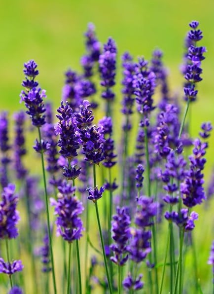 Lavanda