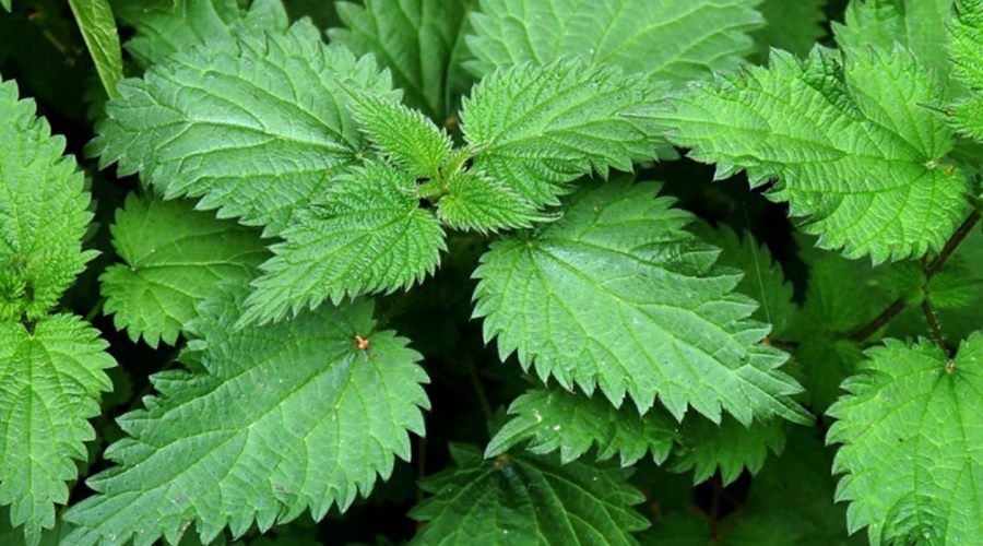 Urzica vie, planta care purifică organismul