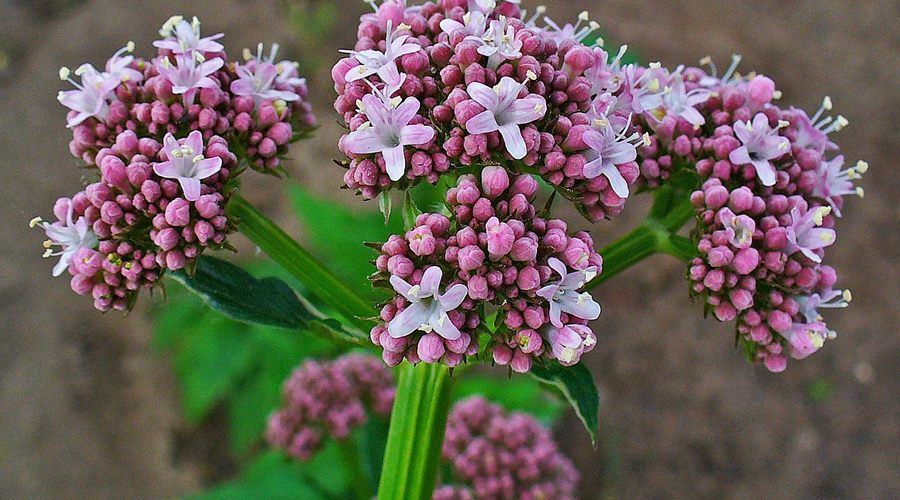 Valeriana