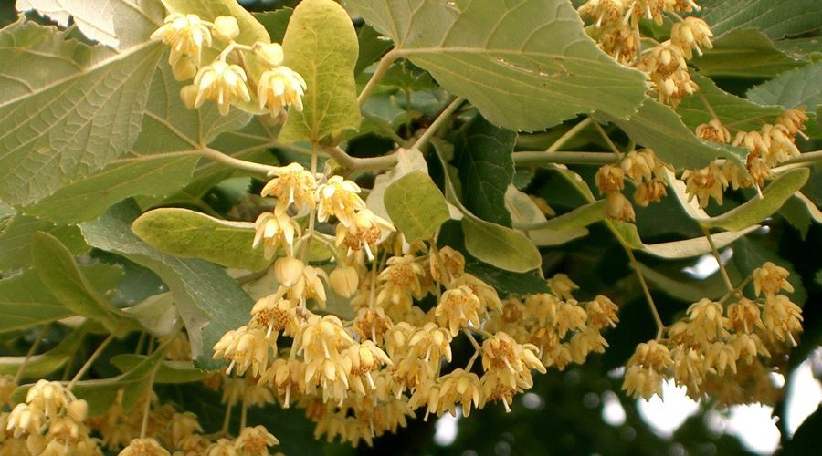 Baia in infuzie din flori de tei asigura un somn linistit copiilor