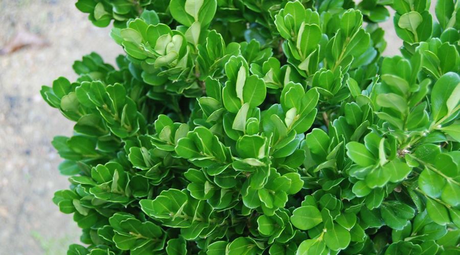 Cancerul poate fi învins cu frunze de Buxus!