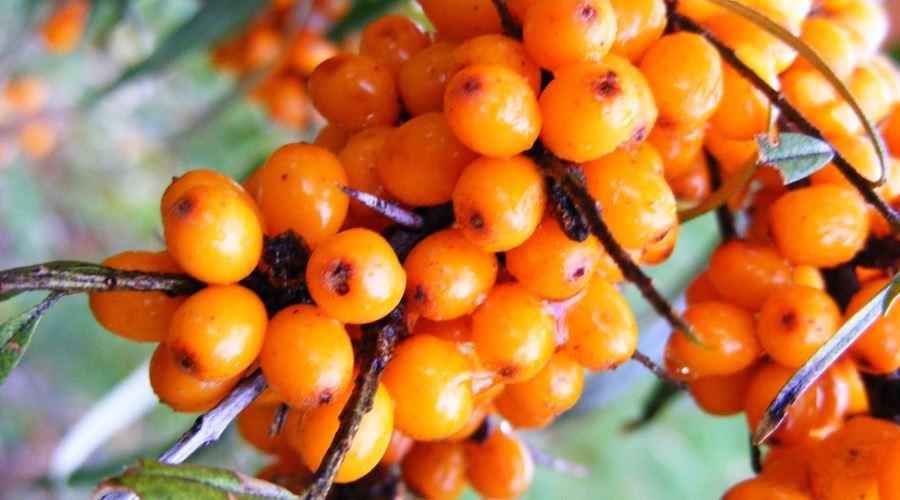 Catina alba, un excelent vitaminizant natural
