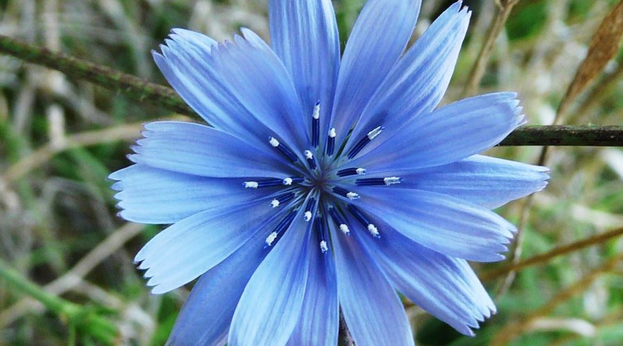 Cele mai eficiente plante pentru tratarea pancreatitei