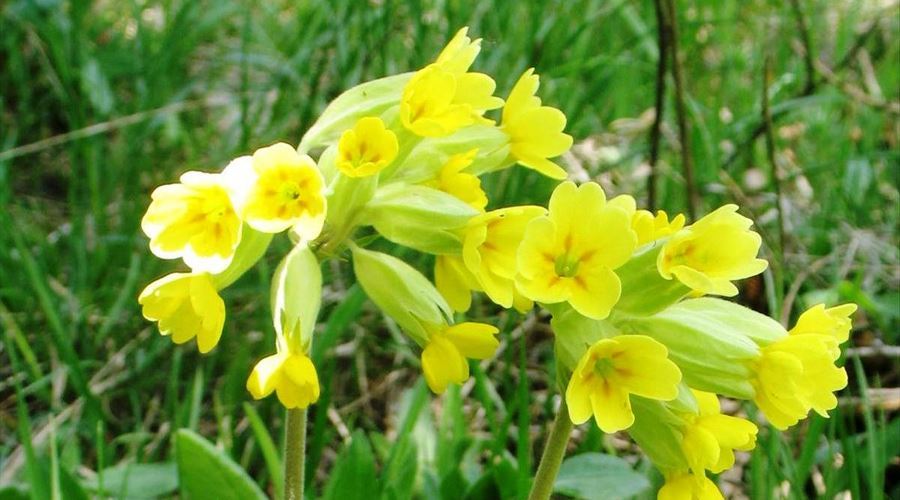 Ciroza umedă, remedii şi terapii naturale