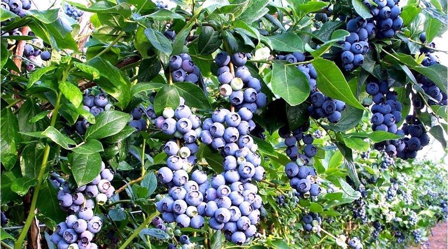Coacazele negre sunt recomandate in alimentatia bolnavilor de icter