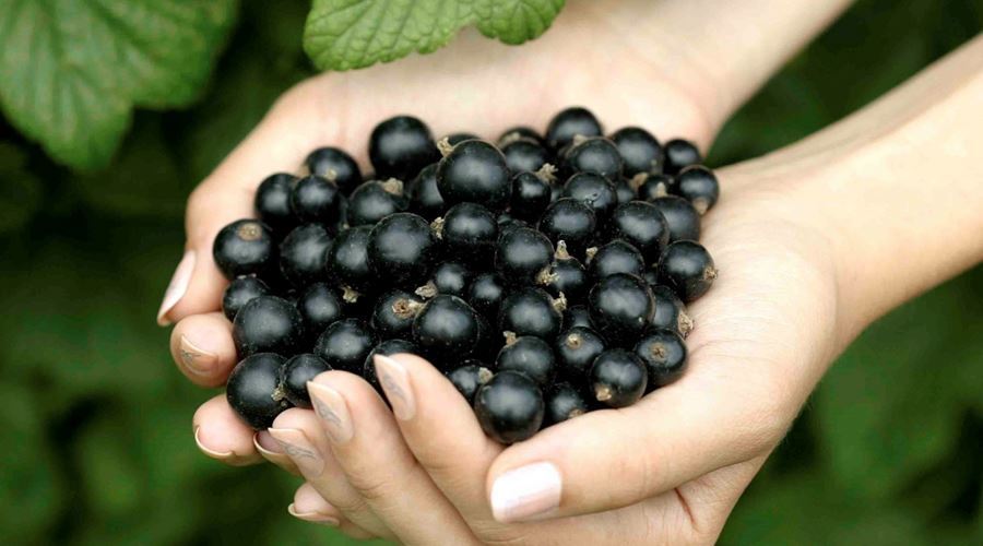 Ciuboţica cucului, un expectorant natural