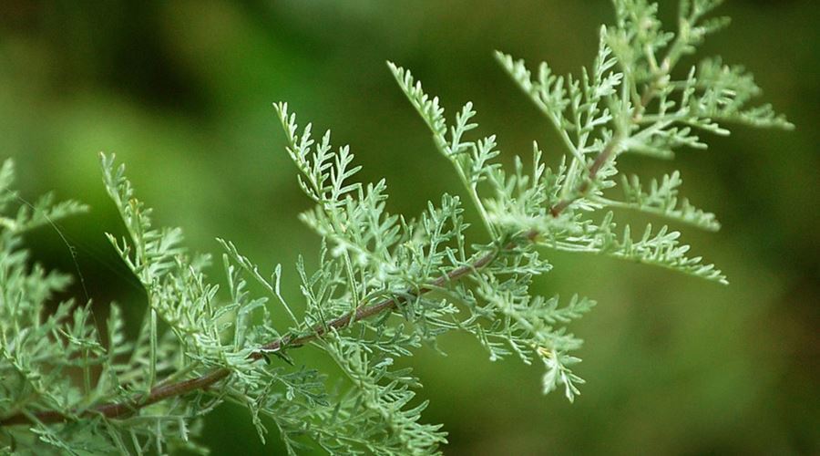 Combaterea oxiurilor cu remedii din pelin