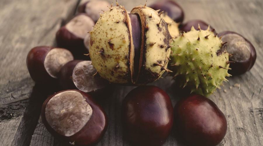 Decoctul de castane salbatice, un remediu eficient contra cancerului de prostata