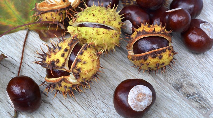 Decoctul de castane salbatice, un remediu eficient contra cancerului de prostata