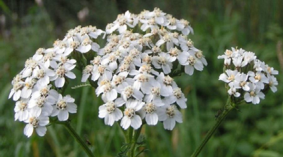 Decoctul din flori de coada-soricelului combate colicile abdominale
