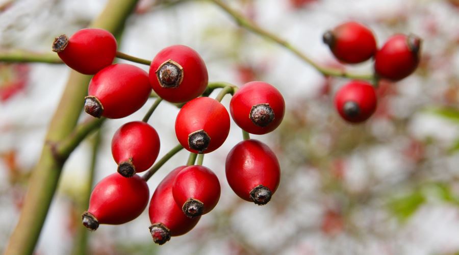 Decoctul din fructe de maces previne raceala