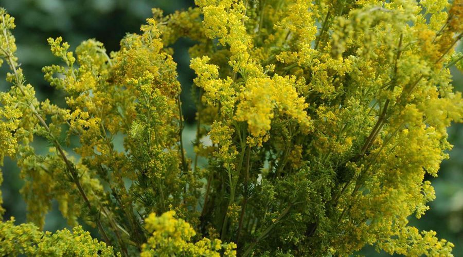 Floarea Sfantului Ioan, panaceu in tratamentele naturiste