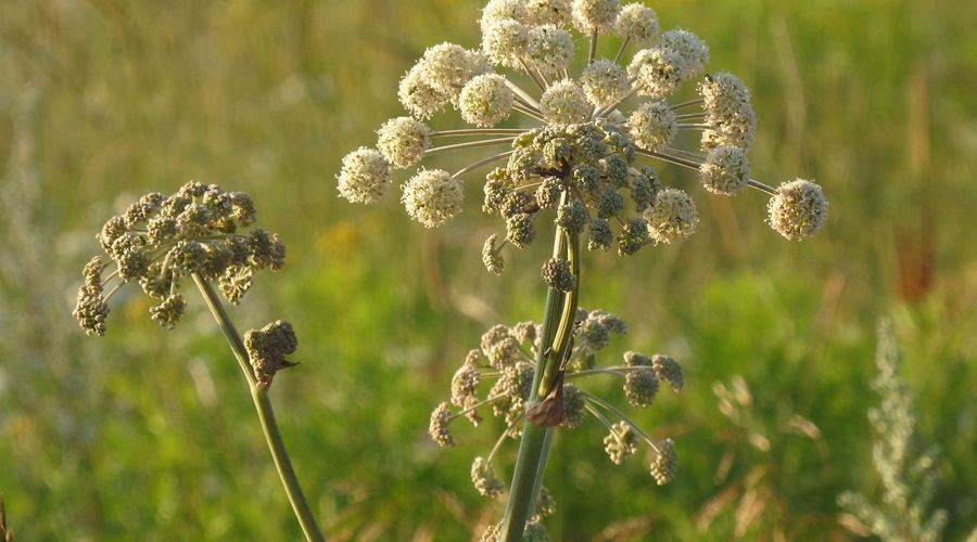 Florile de salcâm, calmantul din farmacia naturii