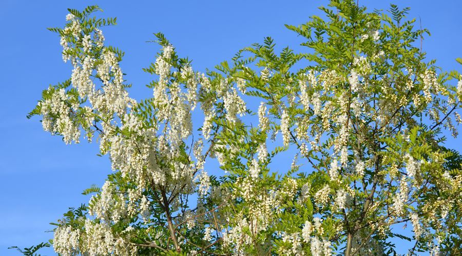 Florile de salcâm, remediu natural contra ulcerelor