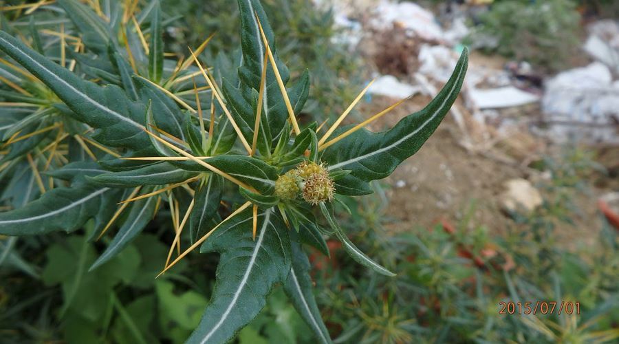 Ghimpele (Xanthium spinosum), cel mai eficient remediu în tratarea afecţiunilor prostatei