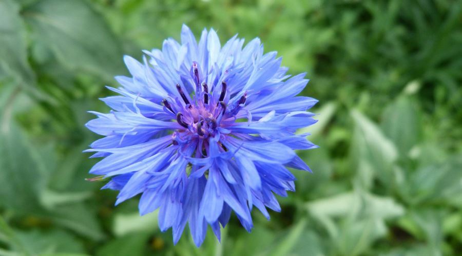 Infuzia din flori de albastrele, remediu util in caz de blefarita