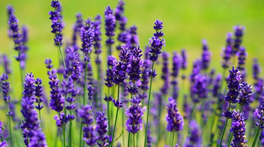 Infuzia din flori de lavanda trateaza insomniile