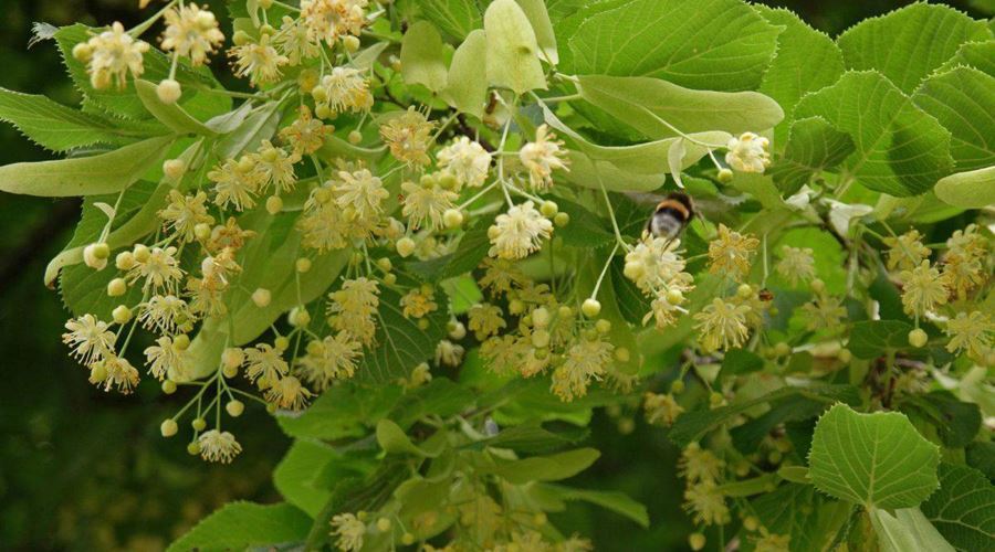 Izvoare de sănătate din florile verii