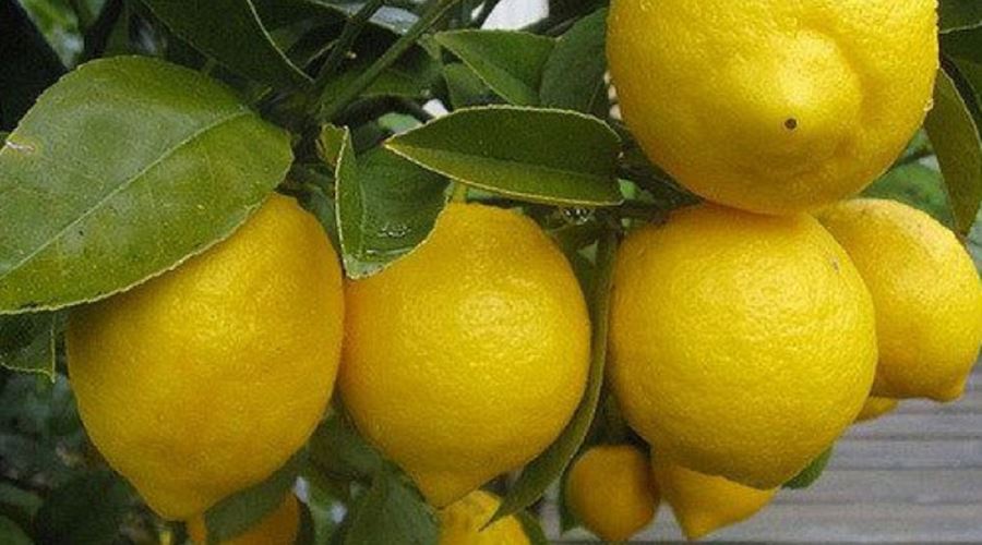Lăcrămioarele, medicamentele inimii
