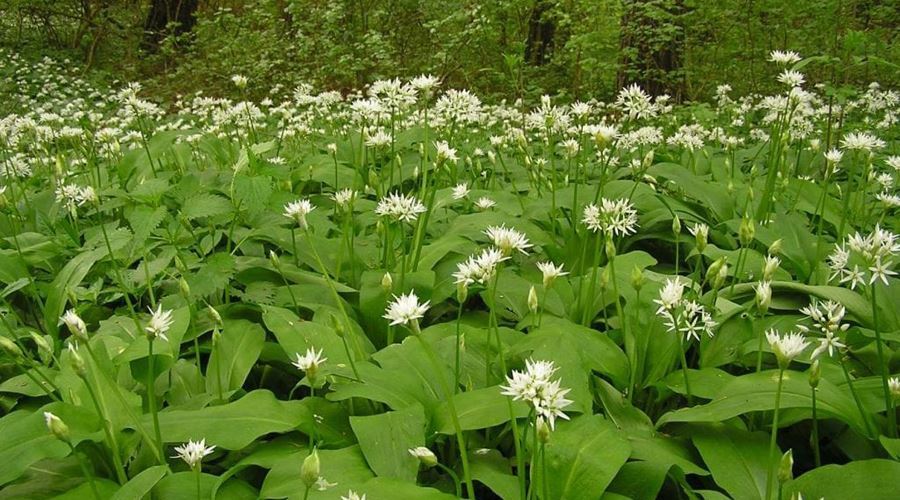 Leurda şi păpădia, cei mai buni energizanţi naturali