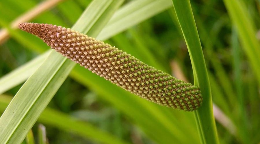 Maceratul cu scoarta de salcie, un remediu natural impotriva sciaticii