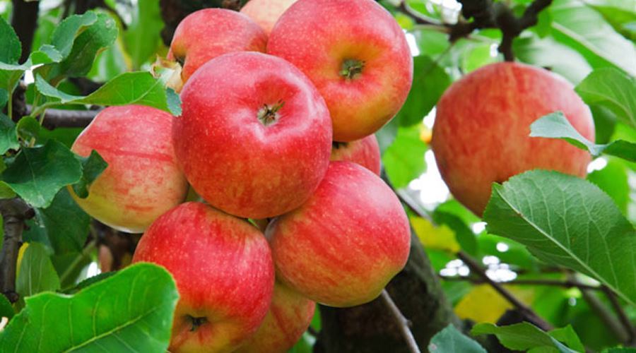 Marul, un excelent medicament natural