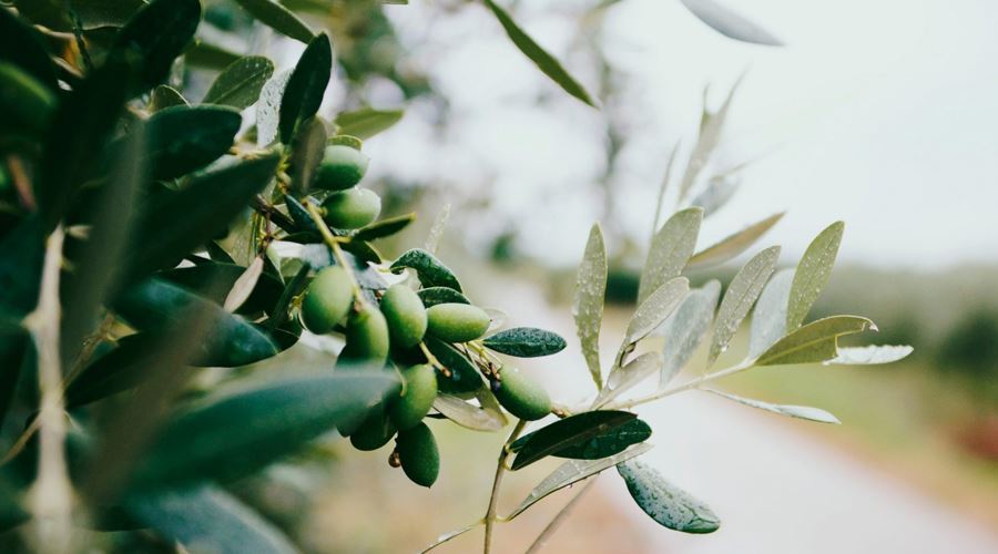 Maslinul, una dintre cele mai vechi plante de leac