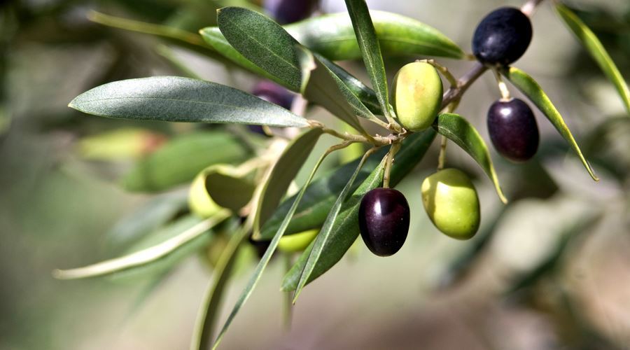 Măceşele, depozite de vitamine
