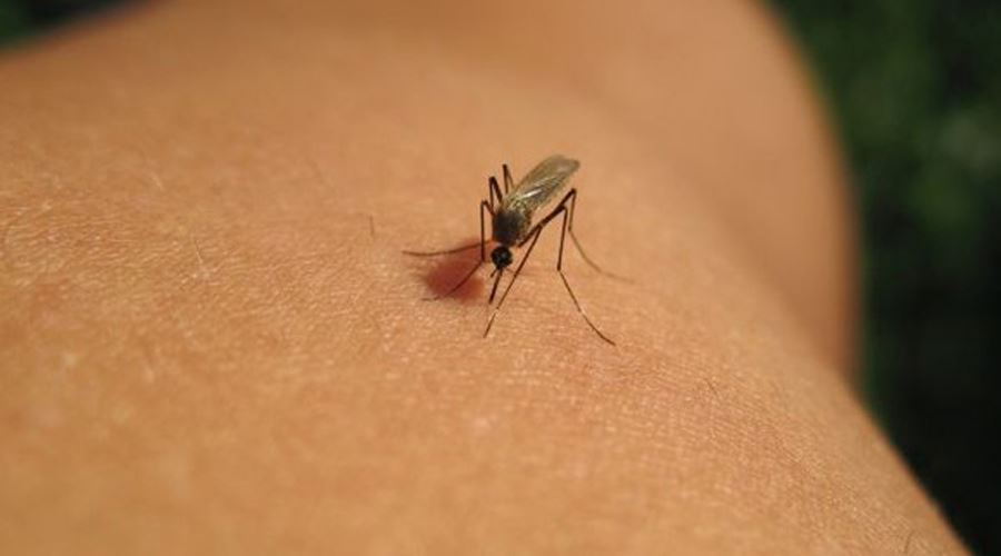 Masuri de prim ajutor in cazul intepaturilor de insecte