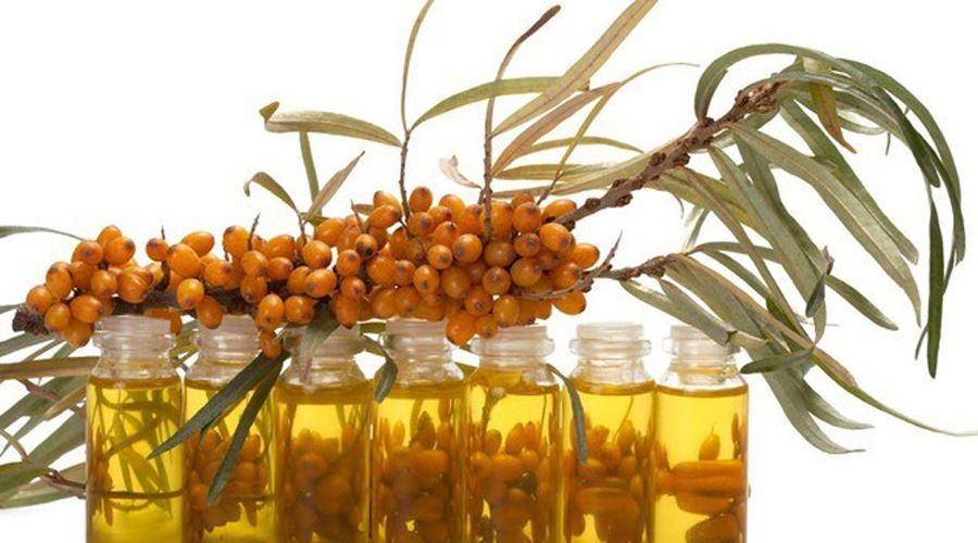 Măslinul, plantă de leac şi simbol al înţelepciunii