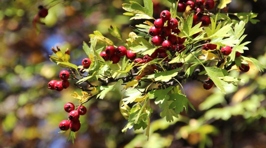 Consumati infuzie de paducel, daca suferiti de acufene