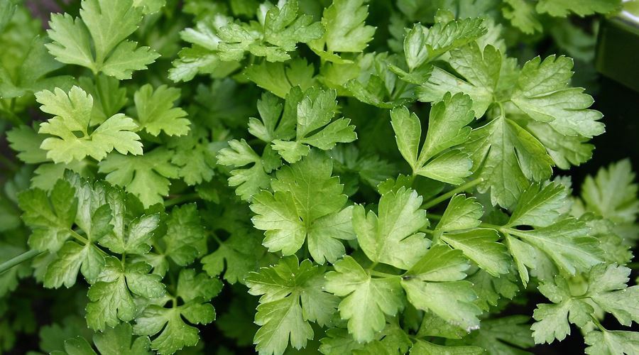 Patrunjelul si prazul, indispensabile in alimentatia copiilor anemici