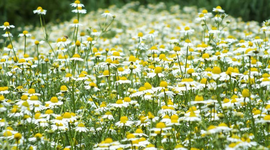 Plantele primaverii, cele mai bune medicamente ale inimii