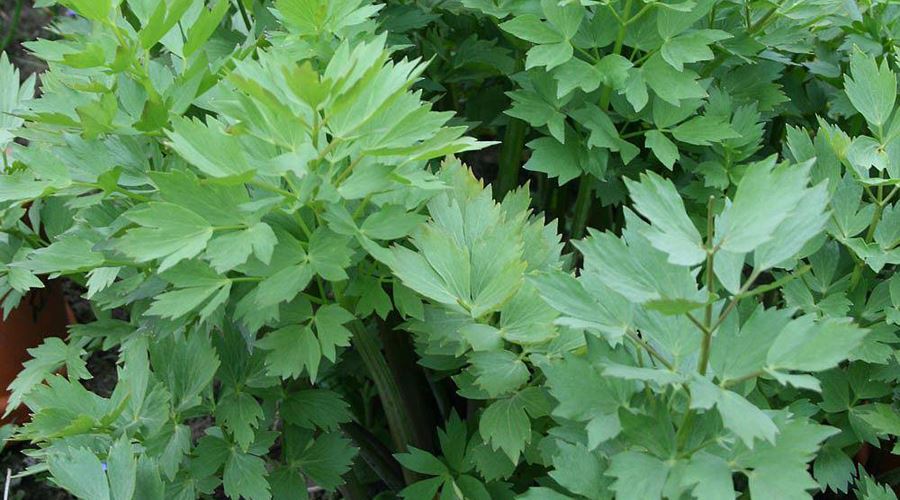 Plantele verii - Anasonul