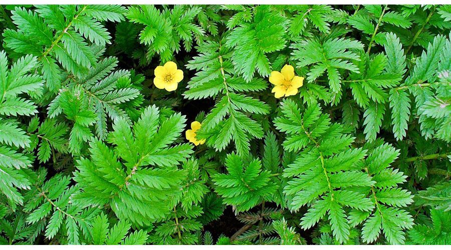 Plantele verii - Coada racului