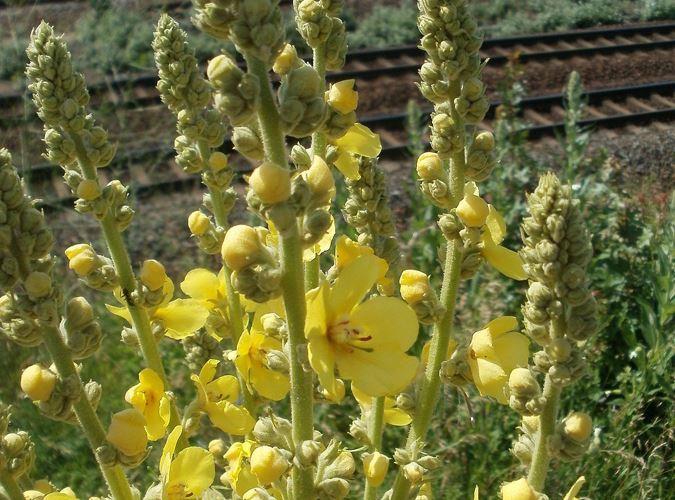 Plantele verii - Luminarica