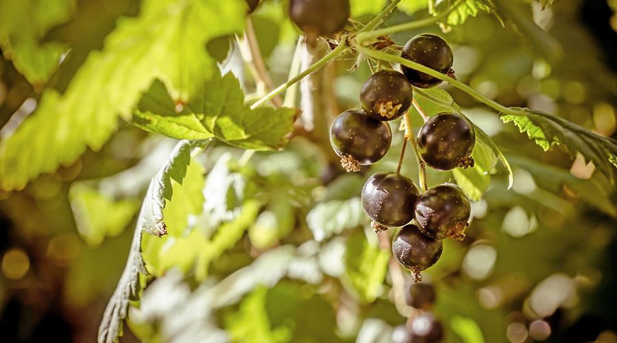 Proprietăţile terapeutice ale coacăzului