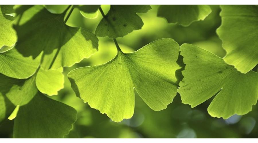 Proprietăţile terapeutice ale extractelor de Ginkgo Biloba