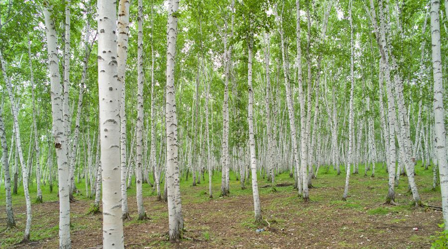 Remedii naturiste din muguri de plop