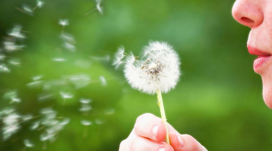 Remediile din plante cresc imunitatea alergicilor