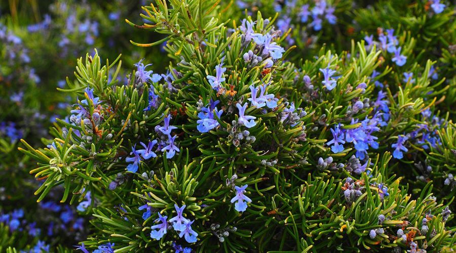 Rozmarinul, cel mai bun tonic natural