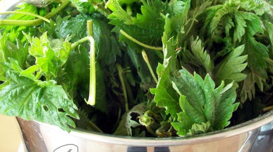 Salata de urzica, o metoda eficienta pentru detoxifiere