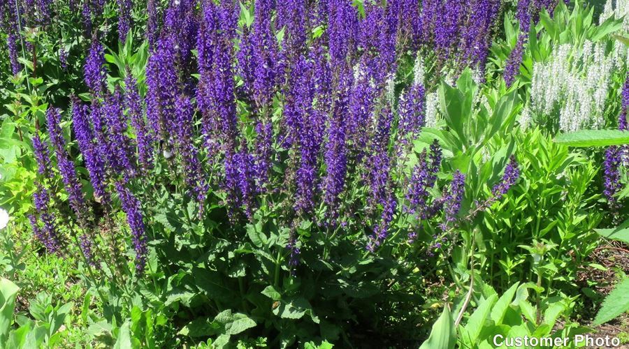 Salvia şi pelinul, plante care ajută memoria
